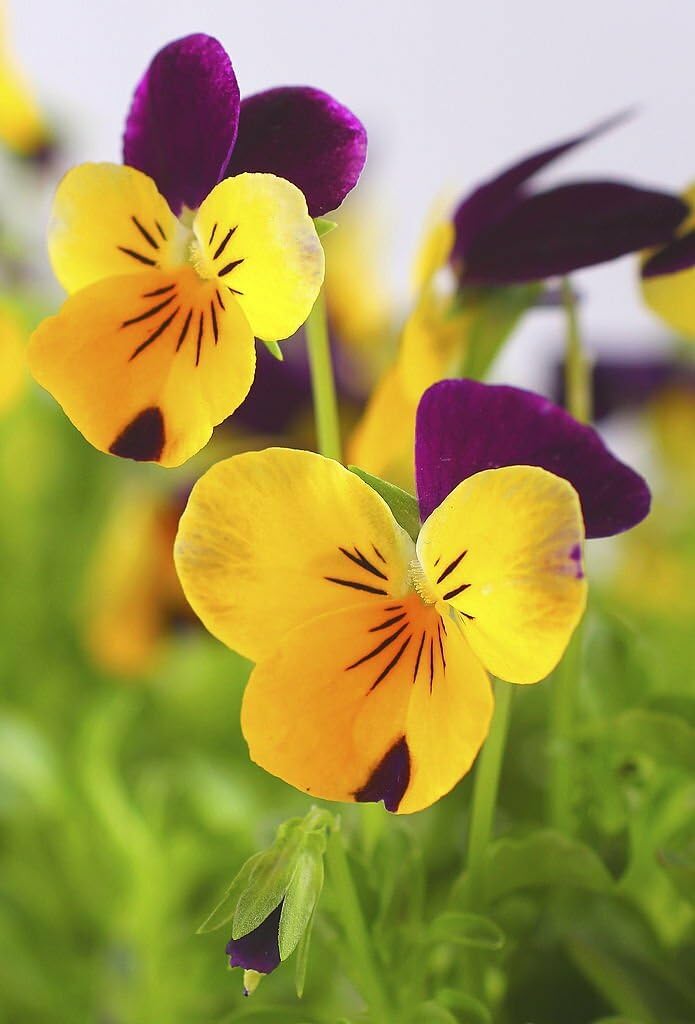 Pansy (flower Viola tricolor trailing mixed) for planting in garden